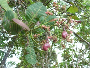 noix de cajou